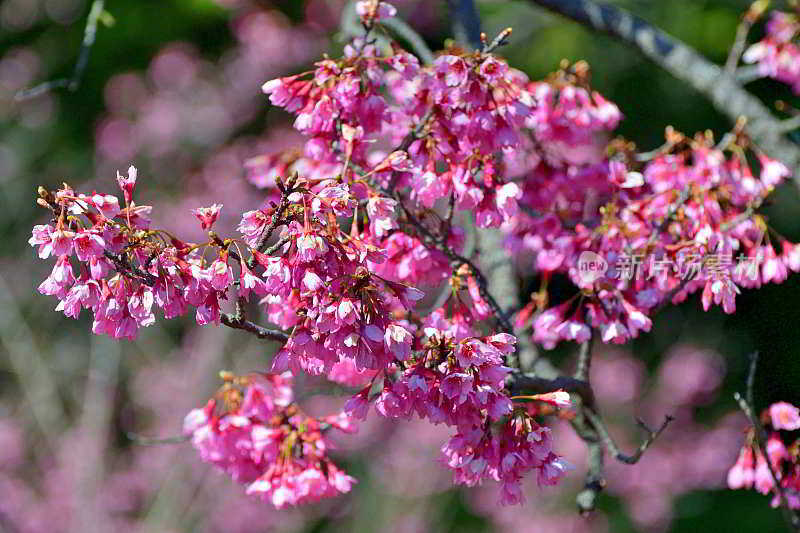 钟状樱/钟状樱:早春樱花